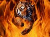 firetiger