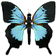 madaene